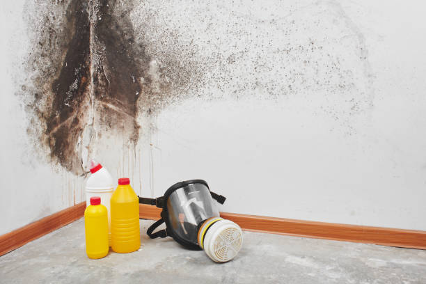 Best Attic Mold Removal  in Schuylerville, NY