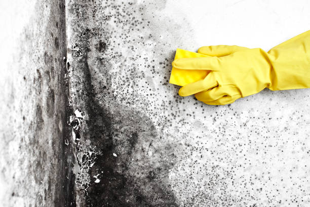 Professional Mold Removal in Schuylerville, NY