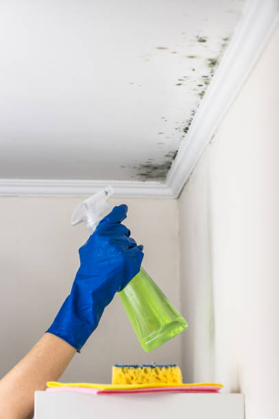 Best Attic Mold Removal  in Schuylerville, NY